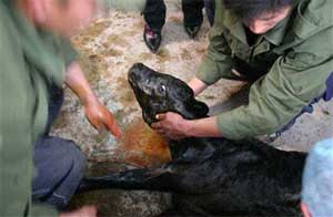 China duplicates resistance to mad cow disease