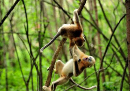 China explores 'forest of wild beasts'