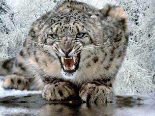 China: First time grabbing a snow leopard photo