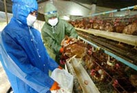 China: forced poultry traders to go for testing