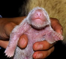 China: Give the panda to give birth in a successful breeding environment