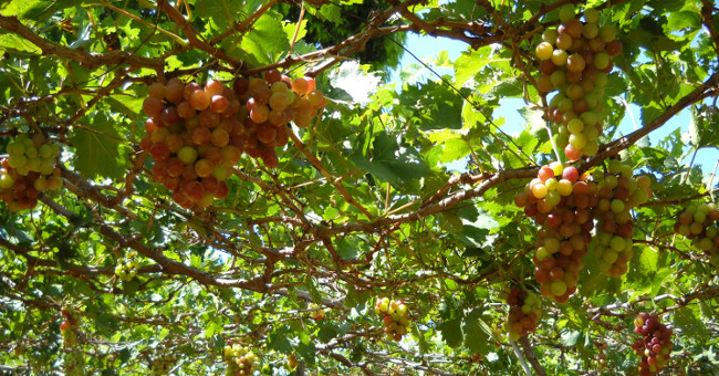 China grows grapes on the universe to make good wines