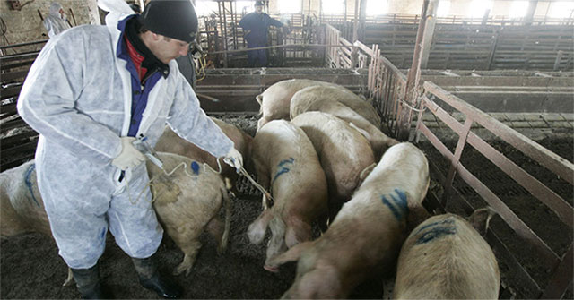 China has a good way of using the electric field to prevent African swine fever