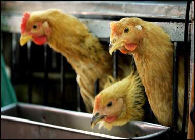 China identified avian influenza virus mutations