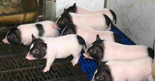 China implements the mouse gene into pigs, making their meat leaner