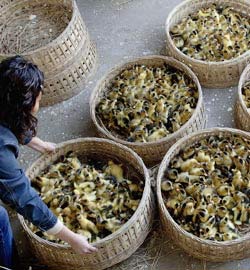 China, Indonesia: More people die from bird flu