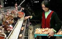 China investigates the case of suspected bird flu