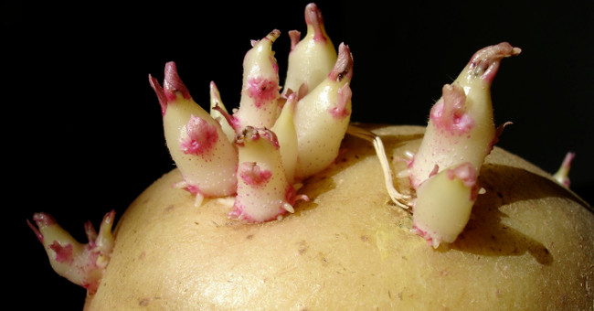 China is about to plant potatoes and grow deep on the Moon?
