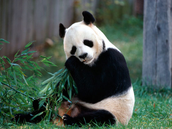 China is about to send pandas to Japan