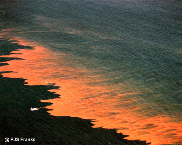 China issued a red tide warning