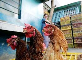 China: New H5N1 outbreak detected