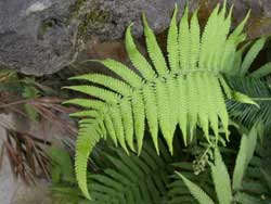 China: Plant detoxification for soil
