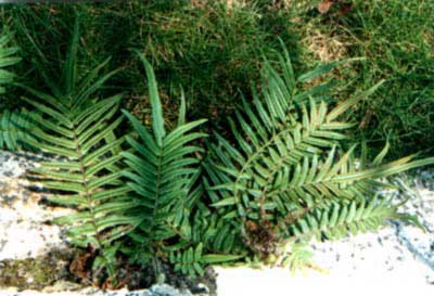 China: Planting ferns to improve soil