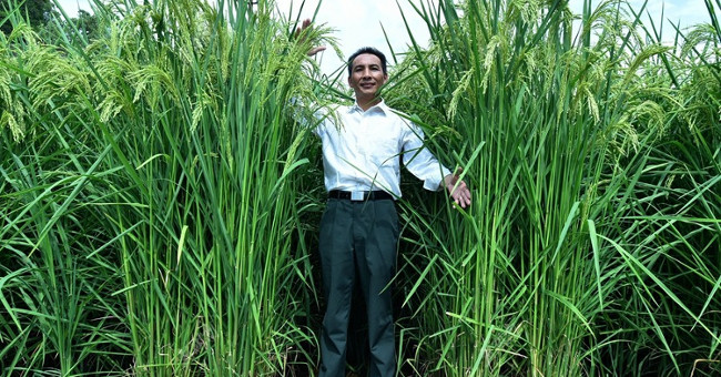 China produces rice varieties higher than human heads for high productivity