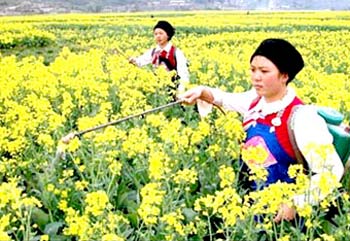 China promotes the development of biodiesel from rapeseed