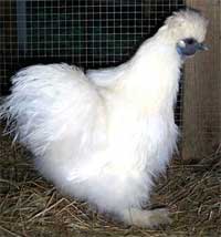 China recommended that WHO support bird flu testing