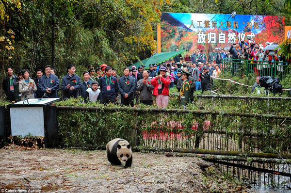 China releases pandas to nature