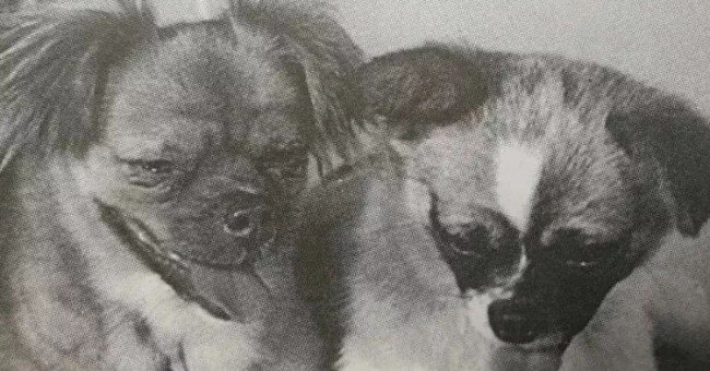 China revealed its mission to secretly bring dogs to space