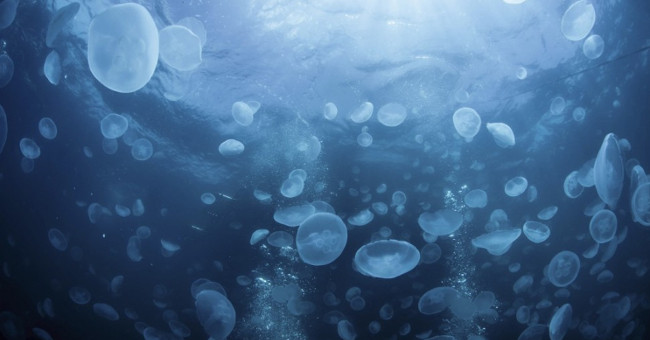 China seeks to destroy the jellyfish protecting the aircraft carrier