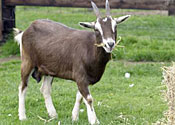 China: Successful transplant of stem cells into goat embryos