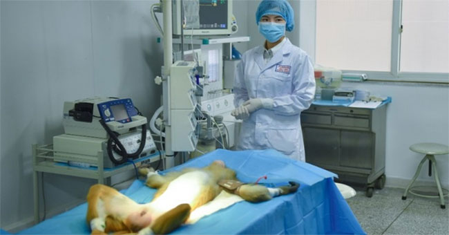 China successfully implanted 3D blood vessels into monkeys
