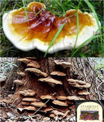 China: Successfully prepared many precious medicines from Ganoderma
