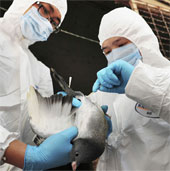 China successfully prepared the vaccine against H7N9