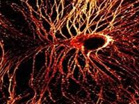 China successfully reproduced the damaged nerve