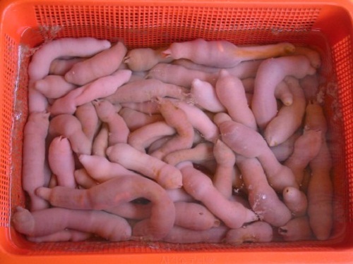 China successfully transformed the white sea cucumber gene