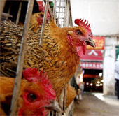 China: The number of people infected with H7N9 is growing faster