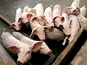 China: Thousands of pigs died, the disease is unknown
