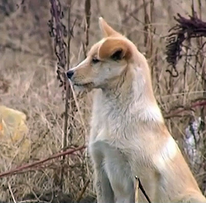 China: Touching the dog lying down on the grave