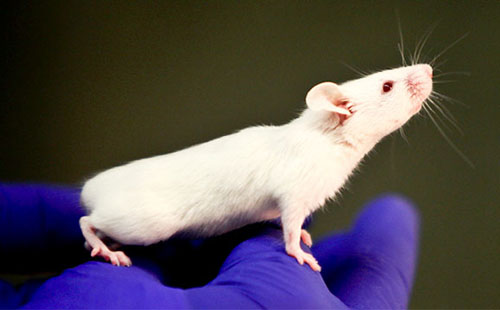 China trains rats to detect bombs