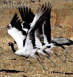 China: Use satellites to track cranes