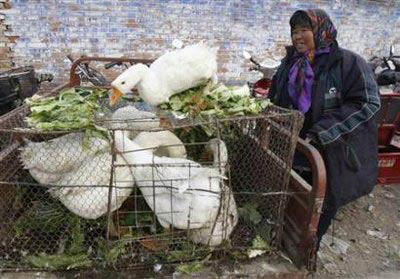China warned bird flu