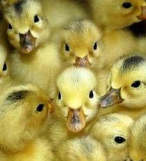 China will join the WHO to verify the H5N1 sample