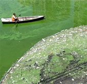 China's coastal water is seriously polluted