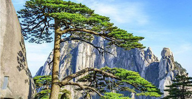 China's most famous five-year-old pine tree is about to die because of