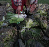 Chinese agriculture is dying because of air pollution