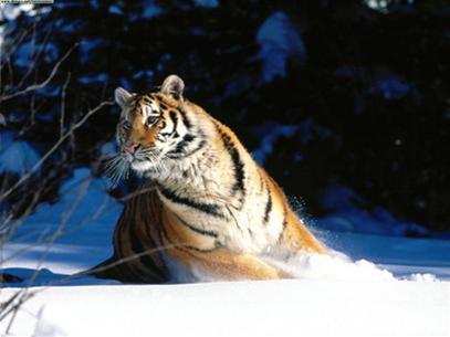 Chinese artificial insemination for Siberian tigers