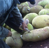 Chinese chemical pump for ripening jackfruit