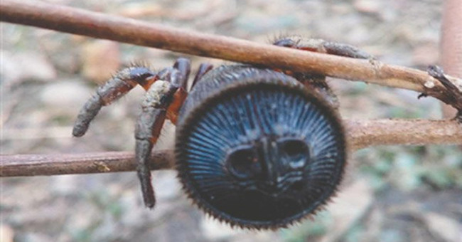 Chinese farmers find rare ancient spiders