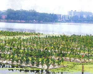 Chinese flower lake cleaning method
