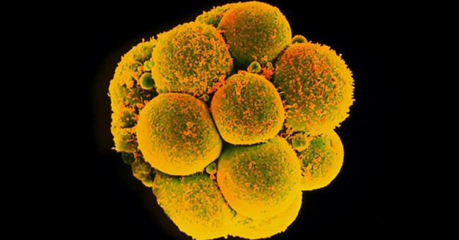 Chinese gene embryo-producing anti-HIV virus