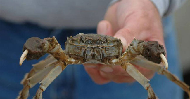 Chinese netizens voluntarily eat less invasive crabs to save the US ecosystem
