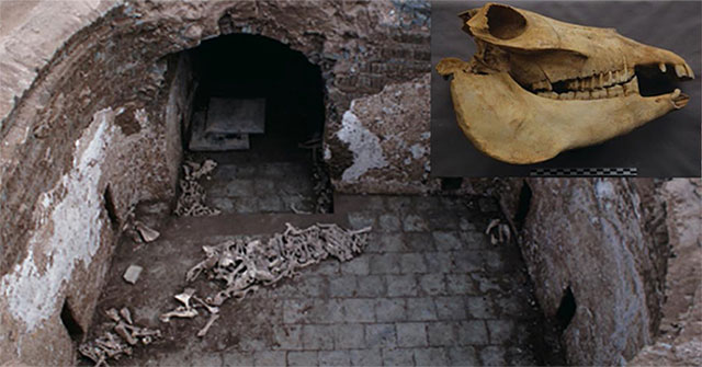 Chinese nobles buried with donkeys for their passion for playing polo