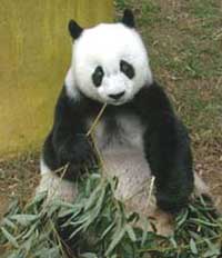 Chinese pandas are 25 years old