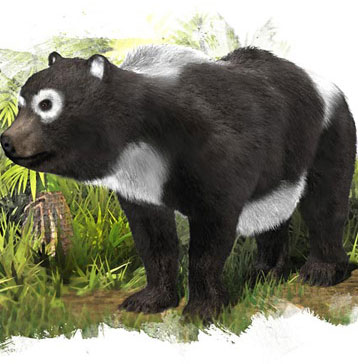 Chinese pandas are originally from Europe