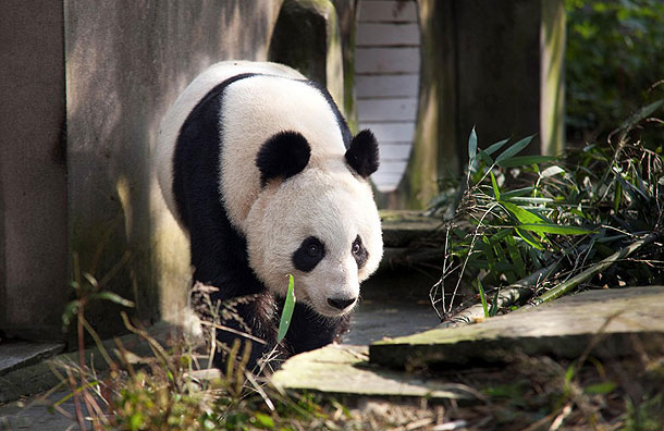Chinese pandas return to England after 20 years