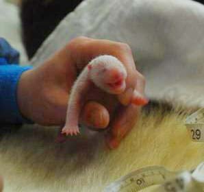 Chinese pandas set a new record